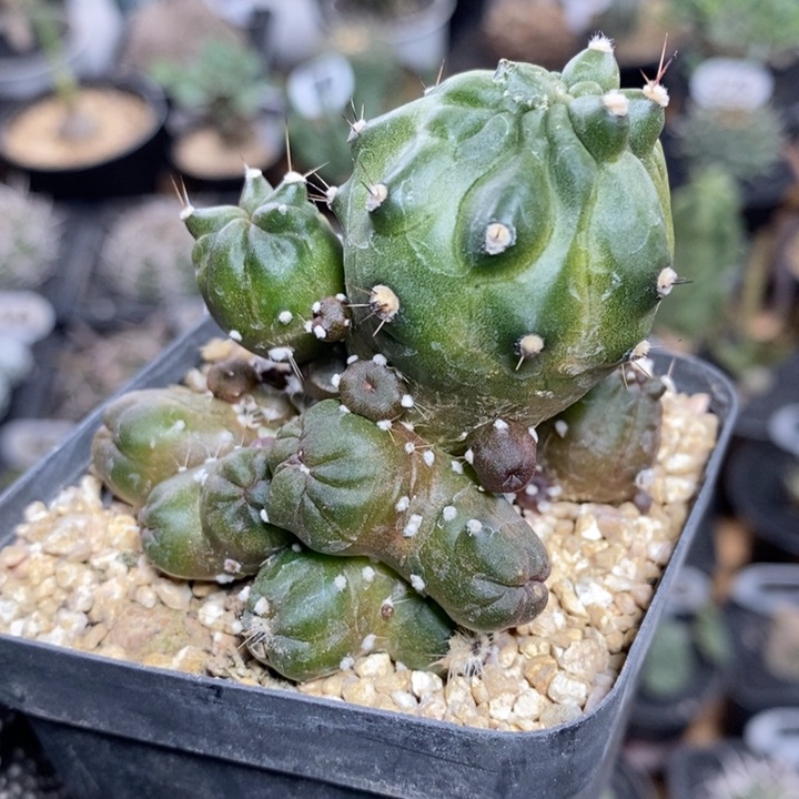 乳突石化403号6.5cm