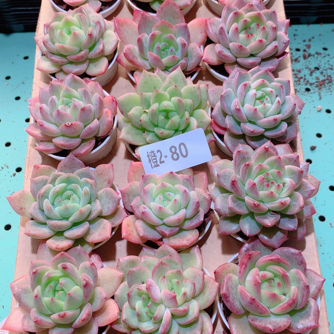 2-80一物一拍多肉带盆18颗
