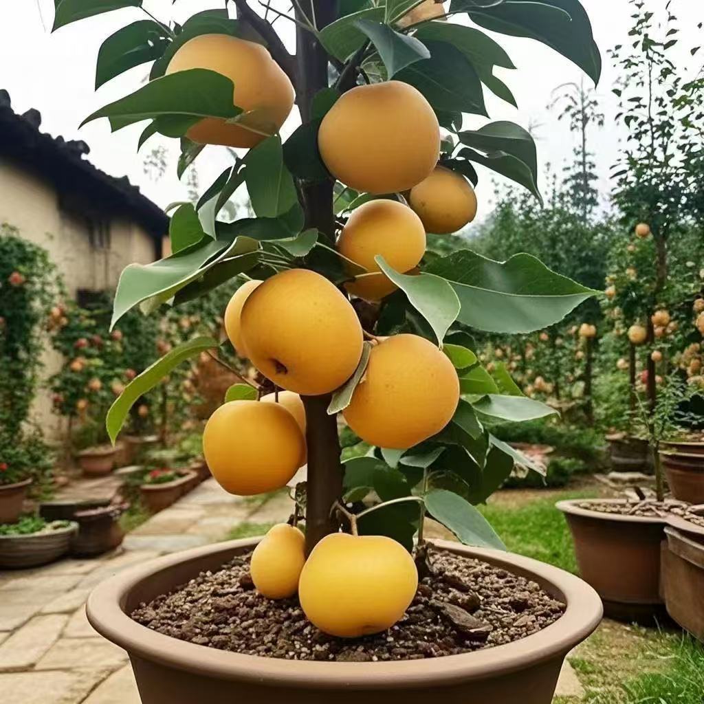 嫁接梨树苗正宗秋月梨雪梨皇冠耐寒南北方种植盆栽地栽果树苗大全