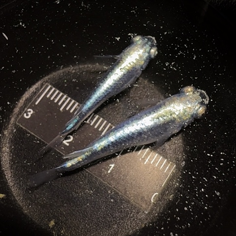 青鳉鱼一物一拍252