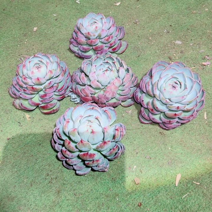 精品多肉植物老桩随机发一棵惊鸿仙子
