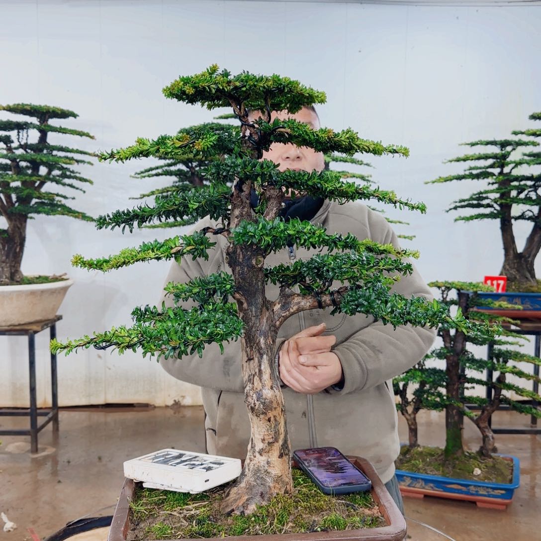 9***我无花朵盆景园林……