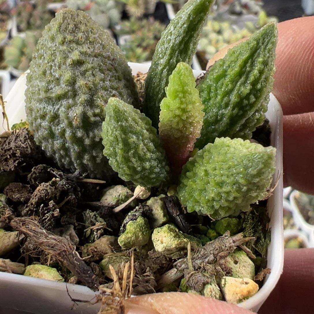 实生新品多肉植物水泡