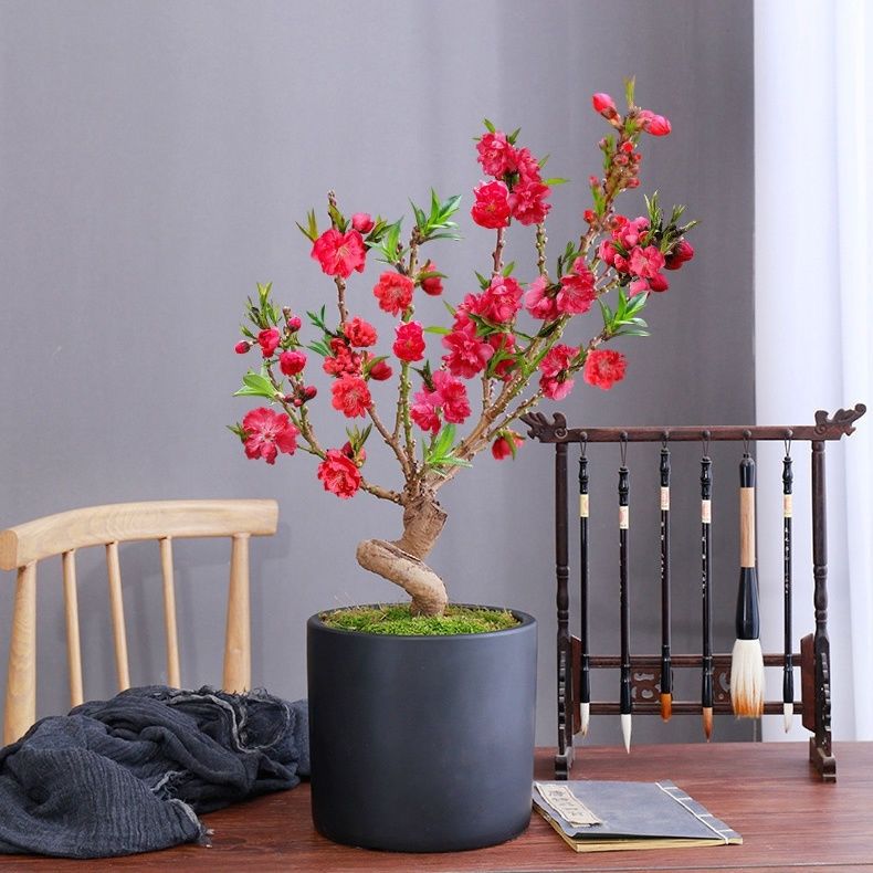 带花苞寿星桃盆栽花树苗桃梅盆景老桩开花室内外阳台庭院好养花卉