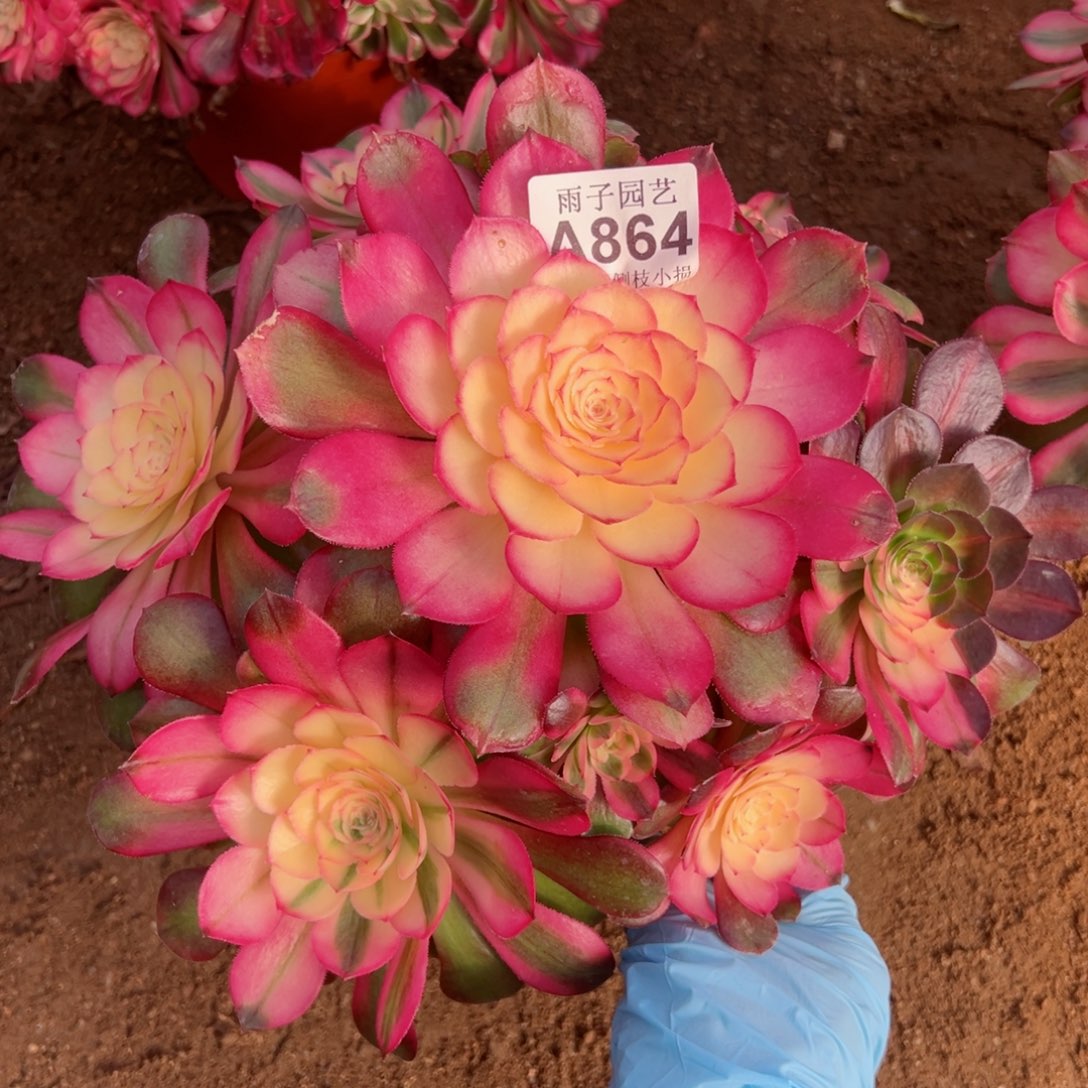 864荔枝尺寸25左右