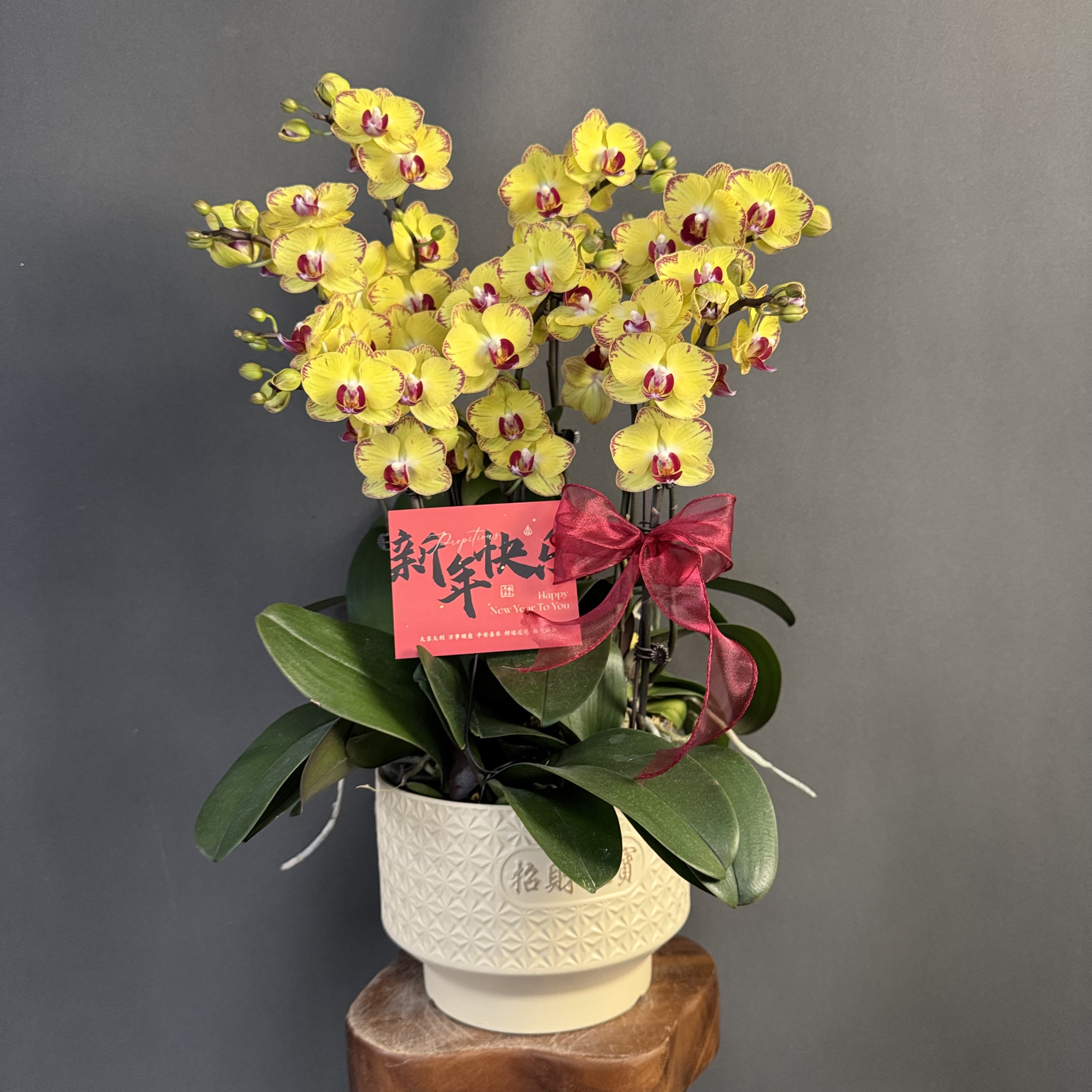 【金吉利】金黄色系花瓣厚带有精美纹路 蜡质花 蝴蝶兰高端花卉