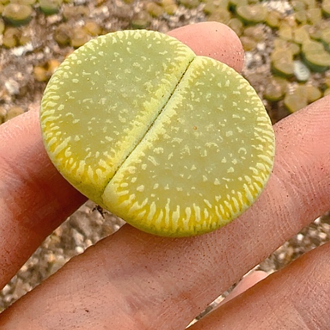 【闪购商品】20074