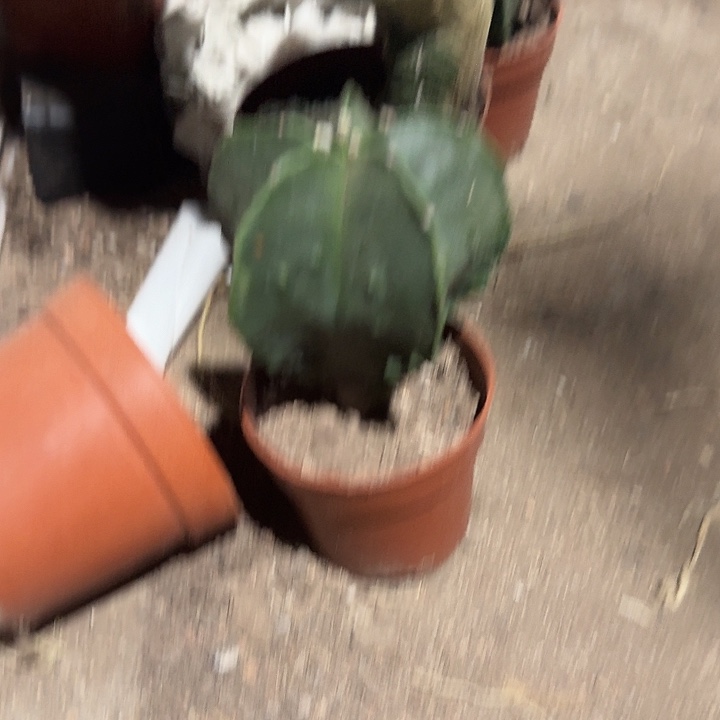 一行园艺【软风雨】1颗