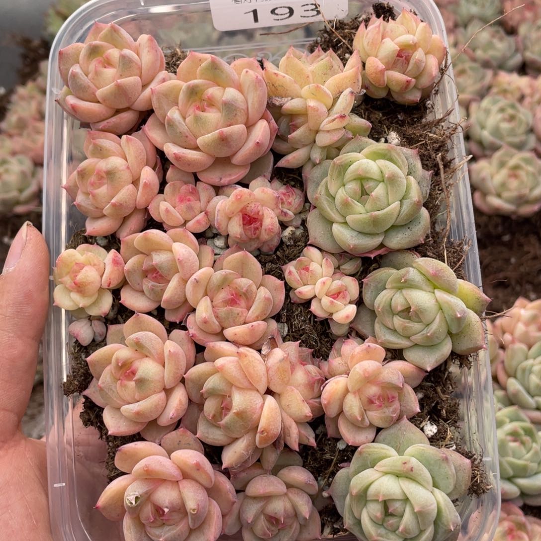 云糖心多肉植物193