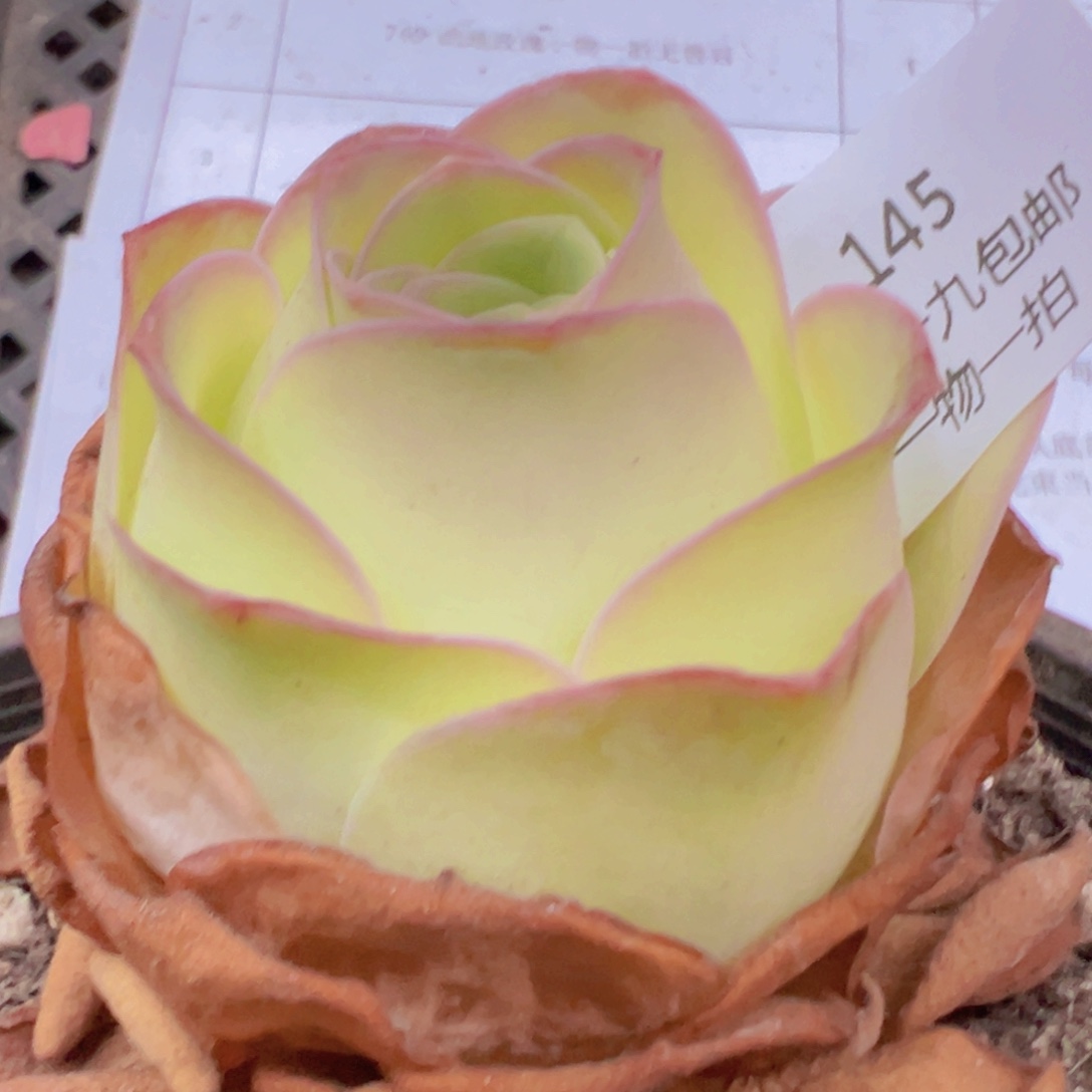 145 带盆土发货无售后
