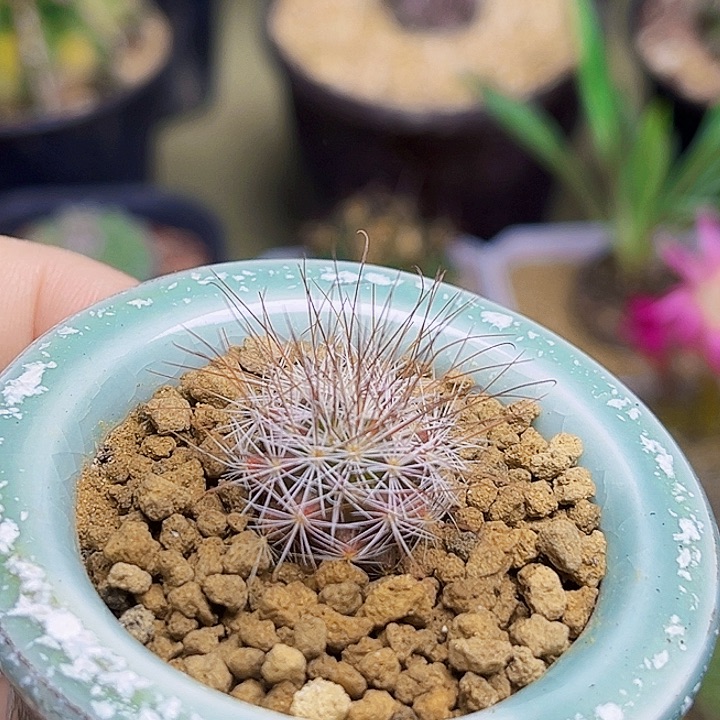 C****9马库斯实生球一颗