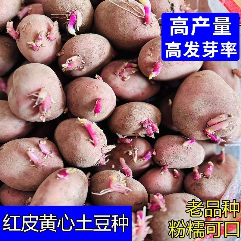 红皮黄心土豆种子高产早熟红皮土豆红皮红心土豆种正宗马铃薯种子