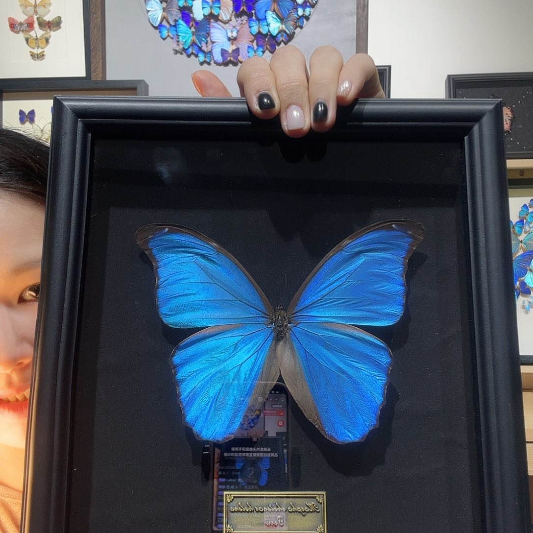 大蓝闪蝶微暇十寸框
