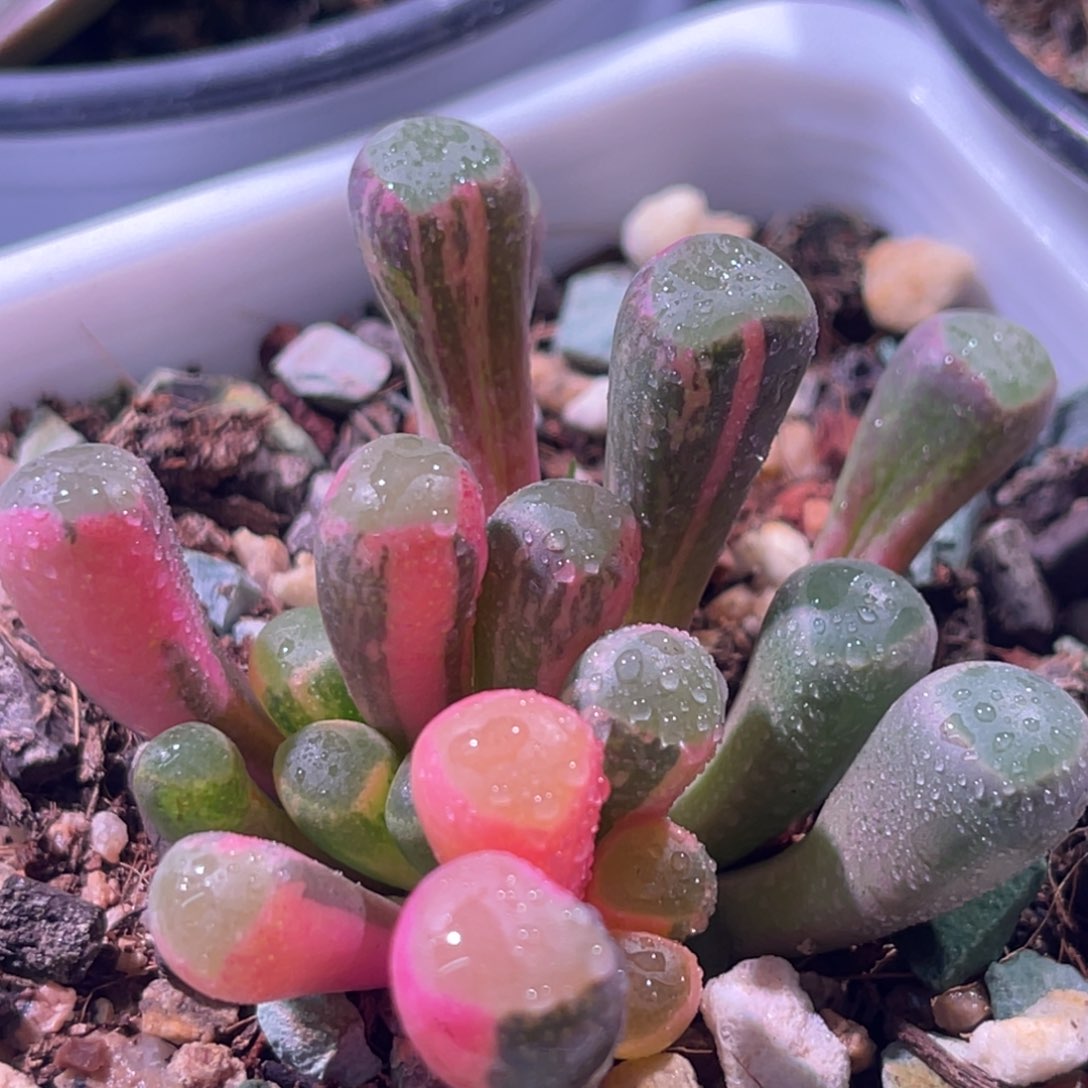 尚品特价五十铃玉锦