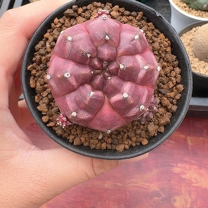 梦想仙人球仙人球123