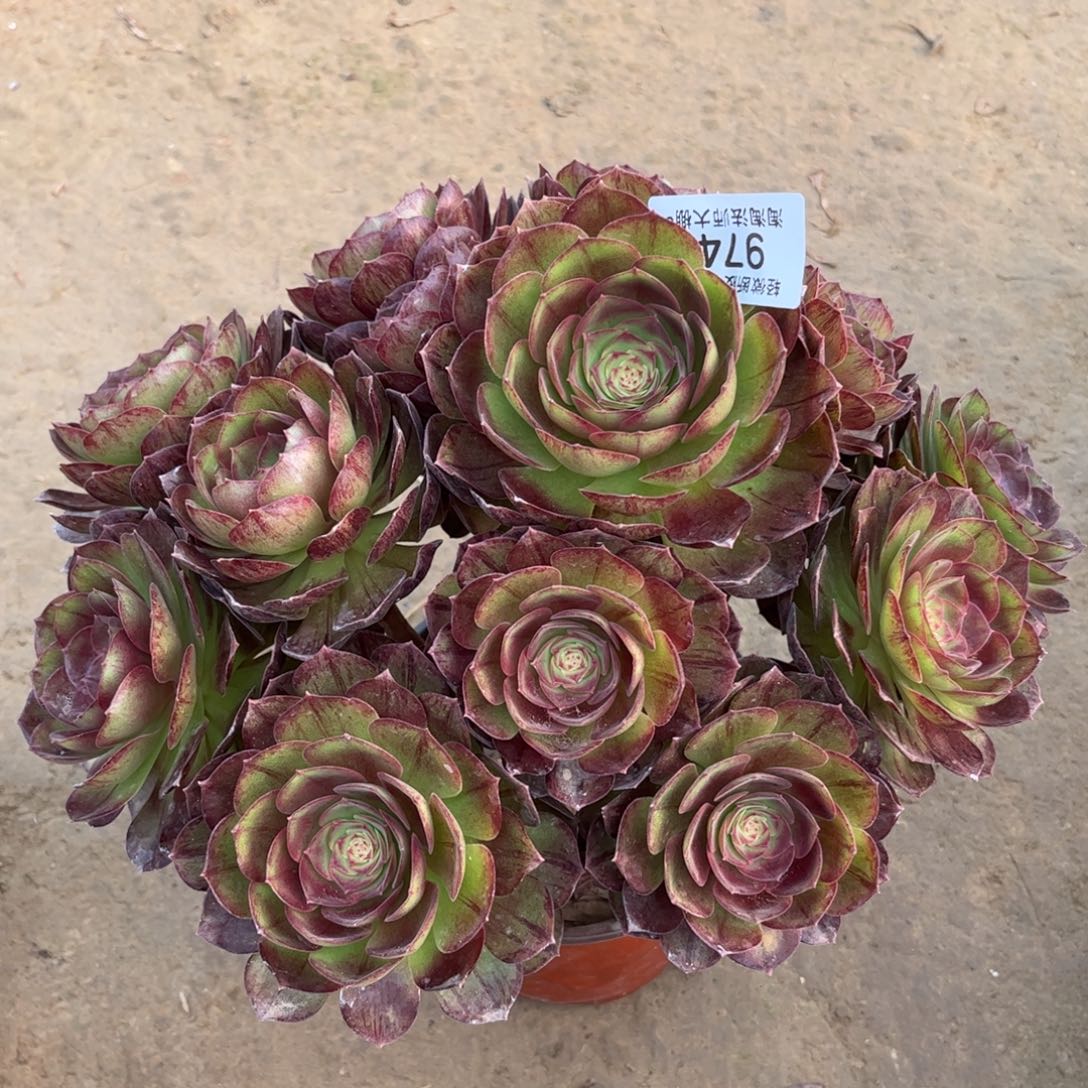 974黑魔多肉植物法师