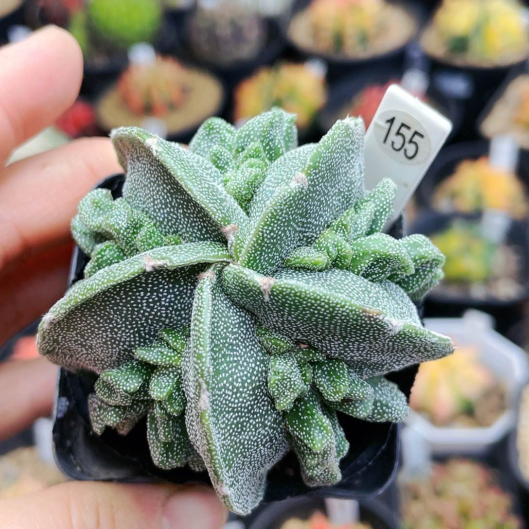 非偏远地区满25裸根发货仙人球