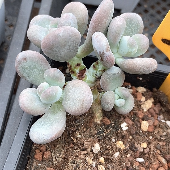 多肉植物大叶奶2090多肉