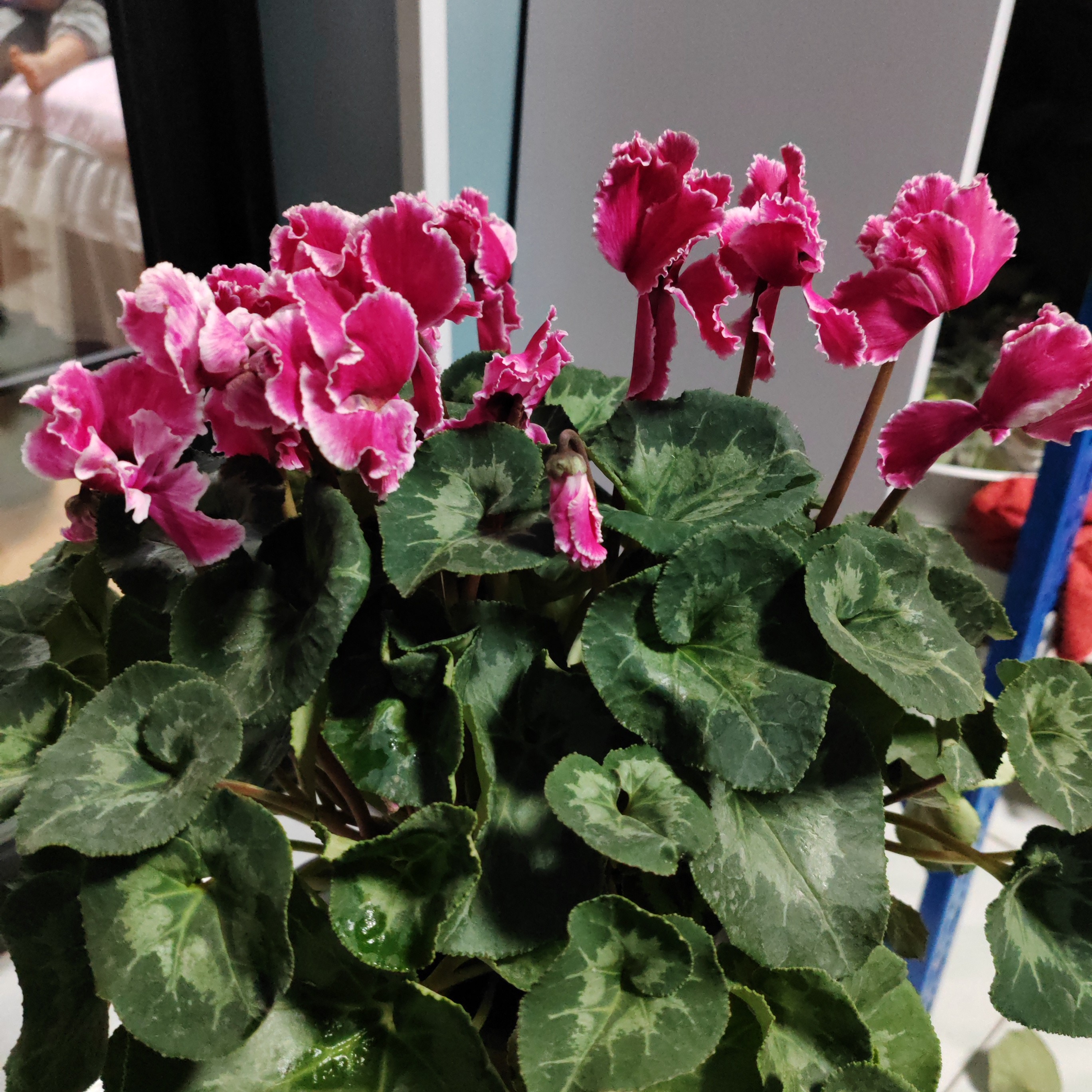 仙客来一盆包邮到家