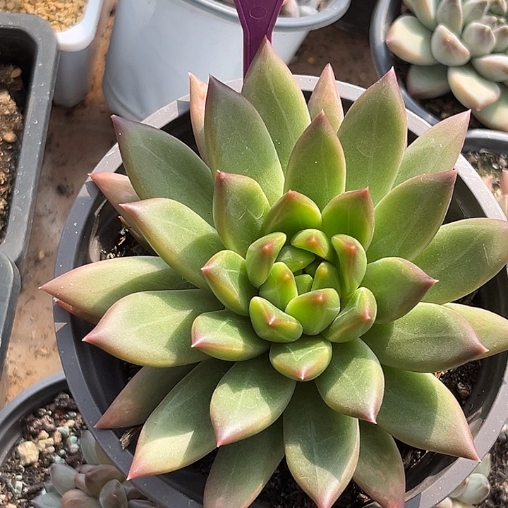 绿泡泡一物一拍534