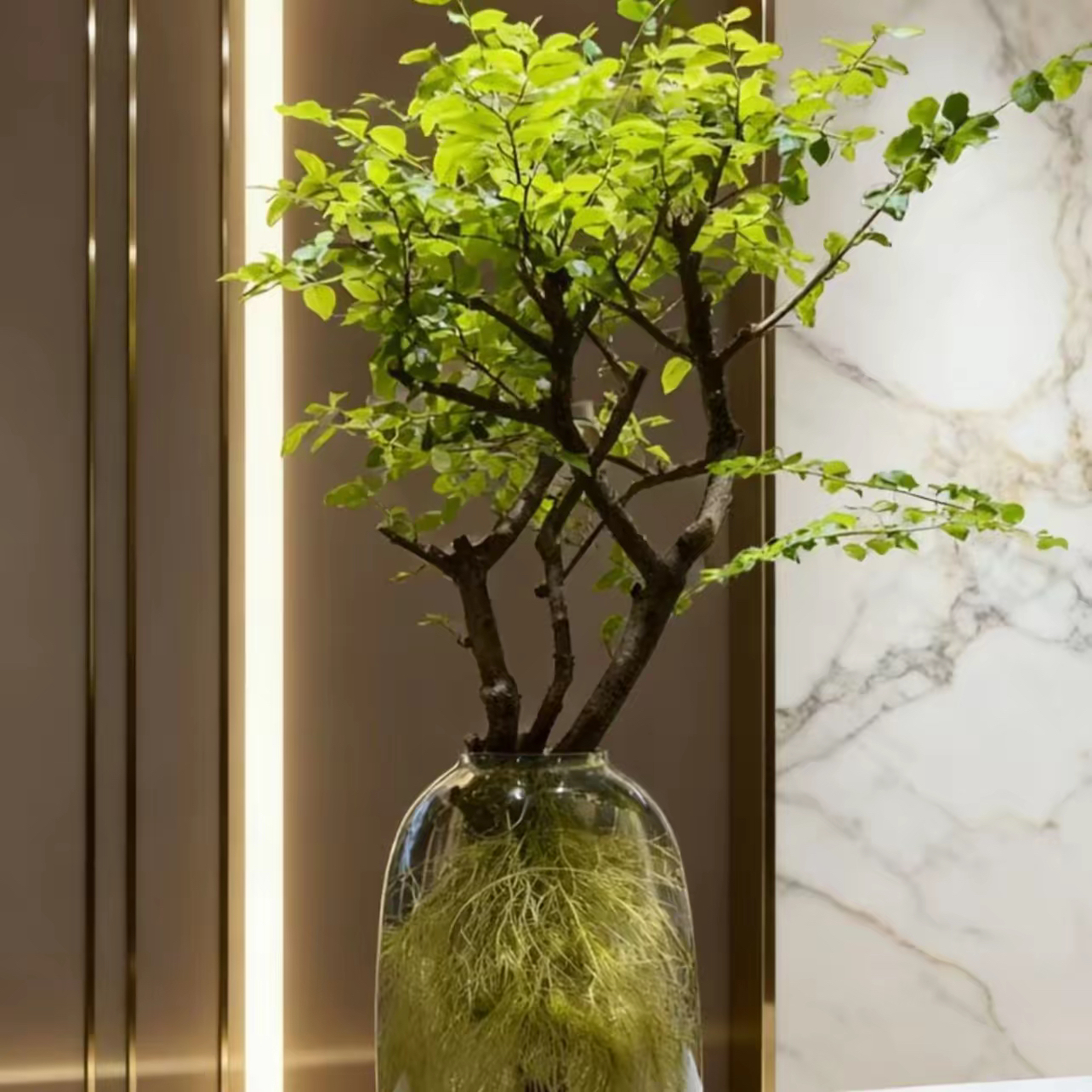 水培小叶女贞与毛叶丁香室内好养易活绿植摆件