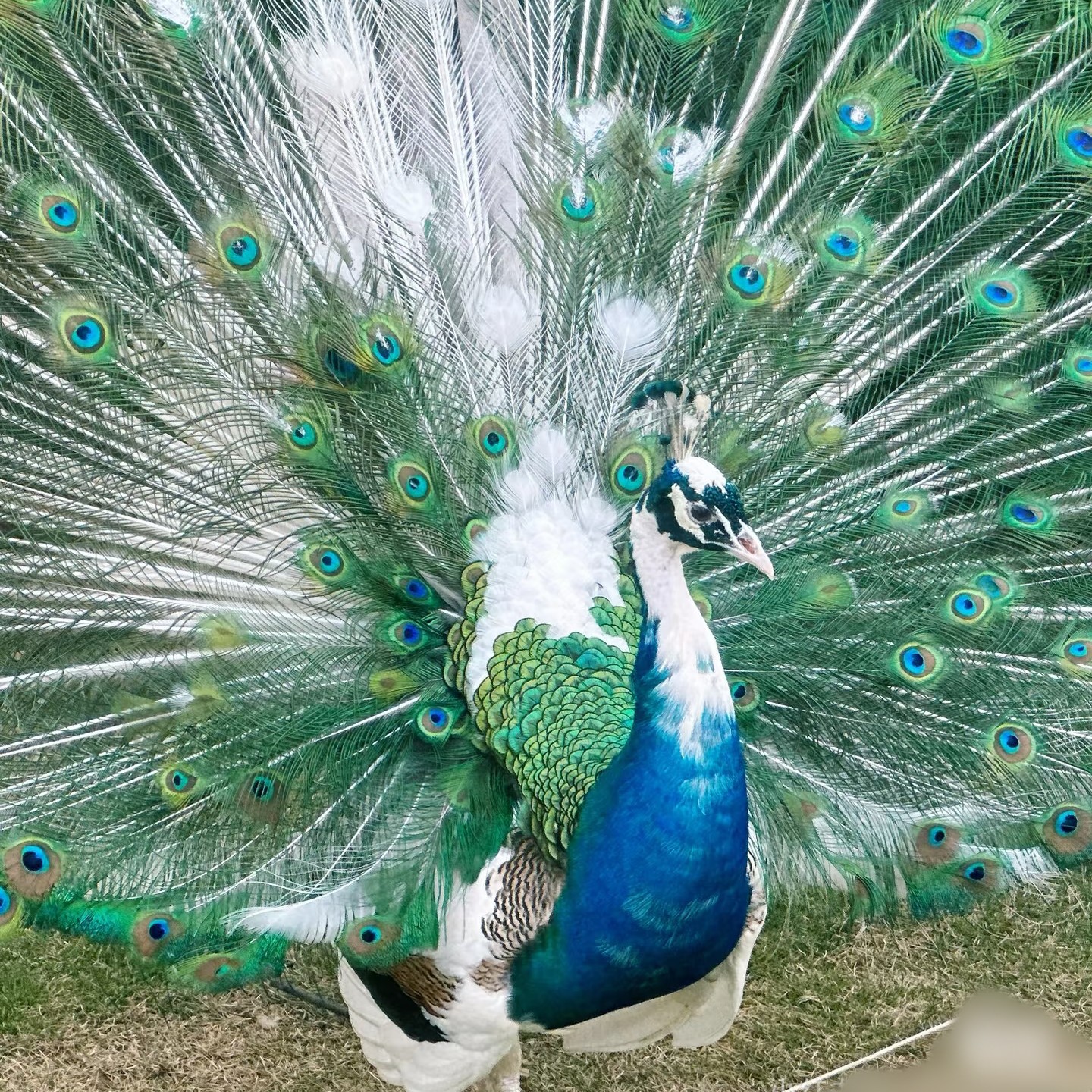 观赏宠物鸡蓝孔雀鸡