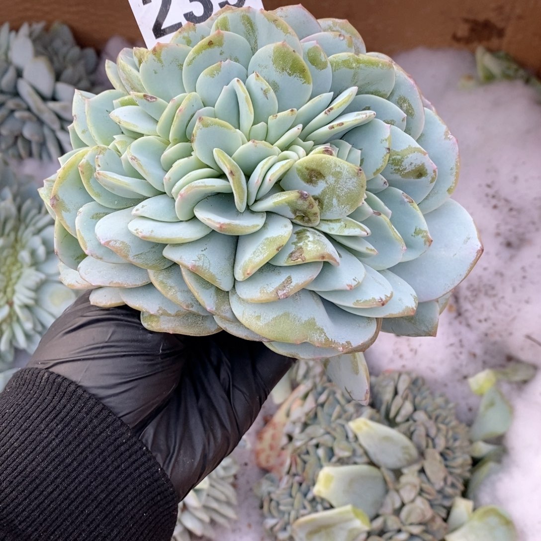 唯***光239 奶茶缀哇哇哇呀