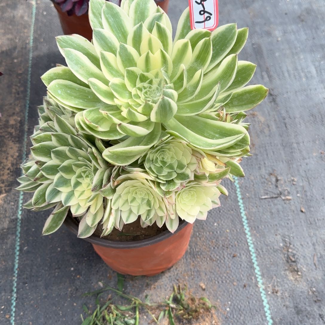 13-69莎白d r z w