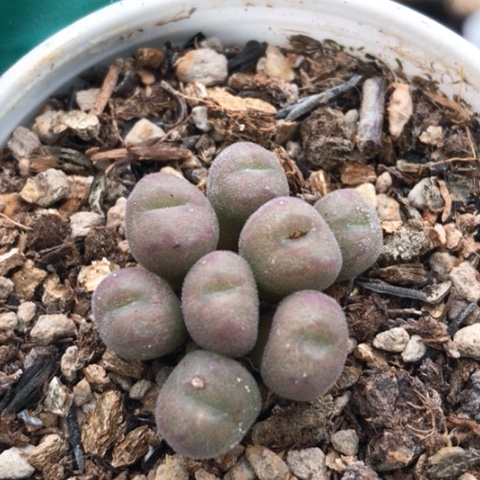 多肉肉锥 猕猴桃