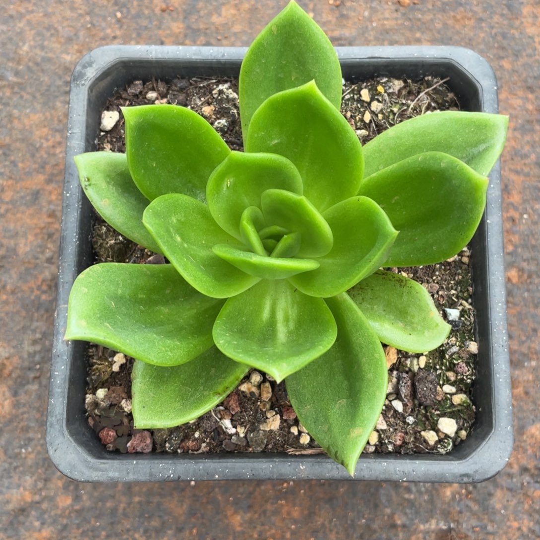 多肉植物多肉植物2222翠花拉丝锦