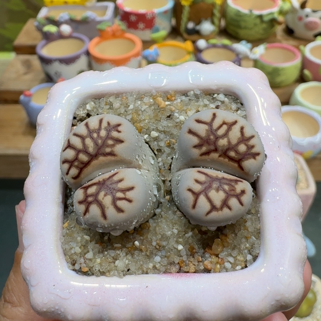 蘑菇1153菊化石多肉植物