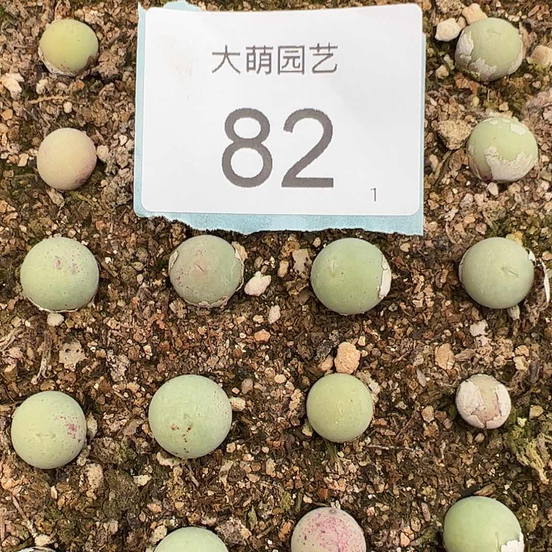 000082量拍小鸽子蛋5颗