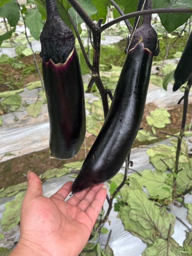 四川老品种紫皮茄子 