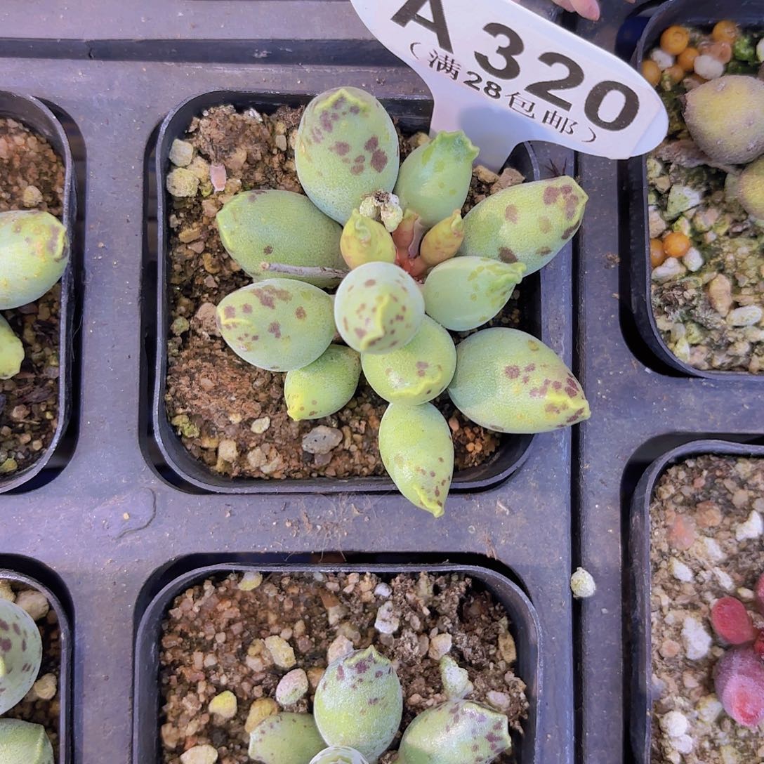 A320海豹一物语拍