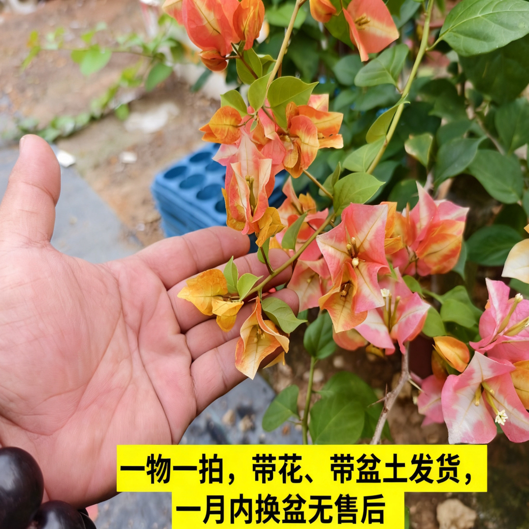 稀缺三角梅品种带花带盆一物一拍