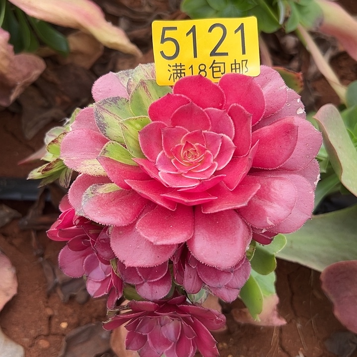 121无根多肉法师植物