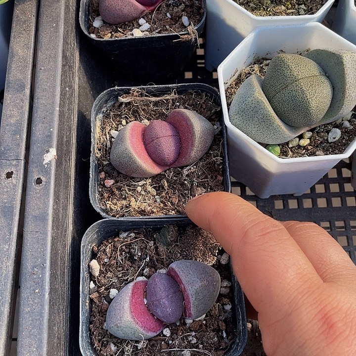 紫元宝带盆土发货