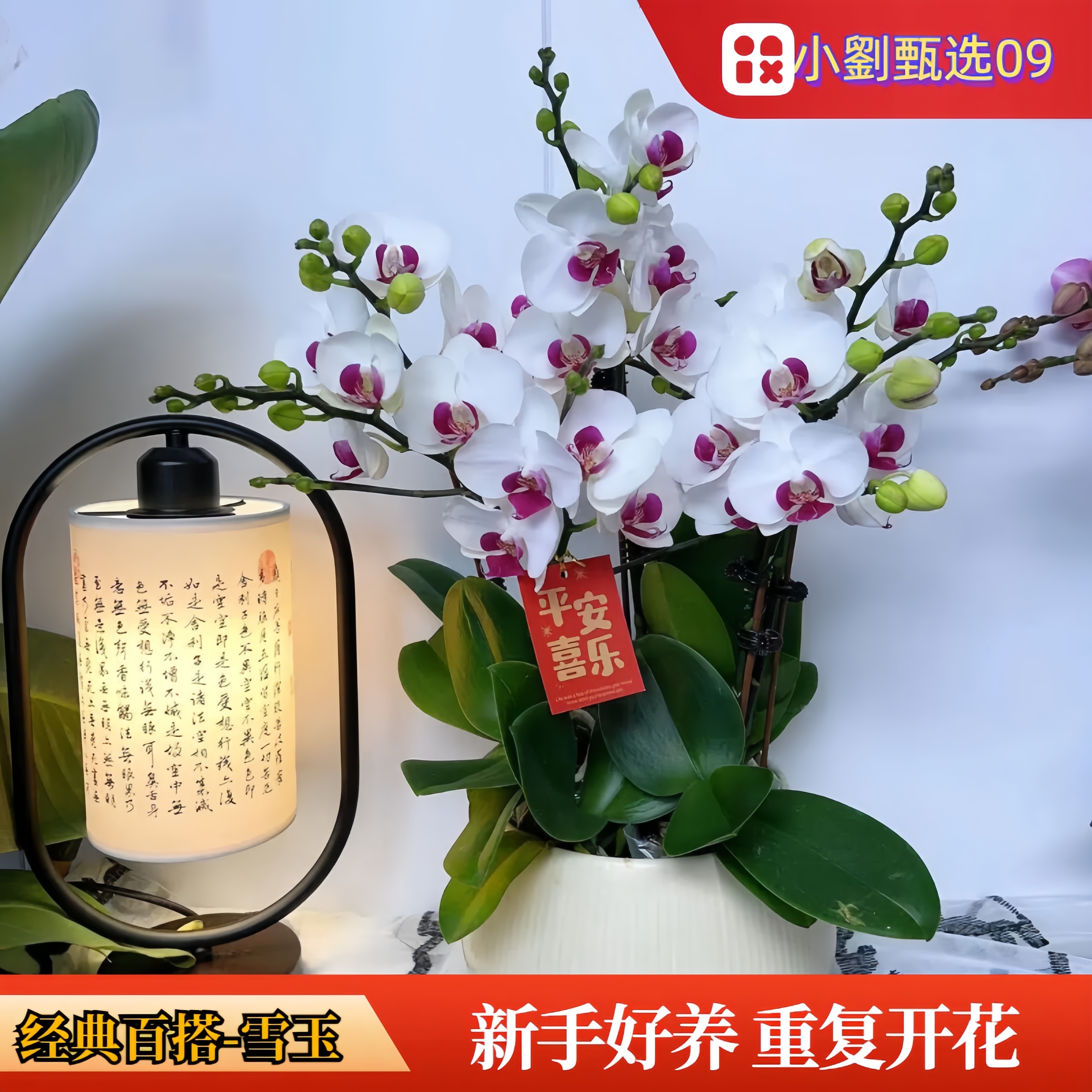 【雪玉09】精美蝴蝶兰花卉盆栽佛山基地批发直播次日达