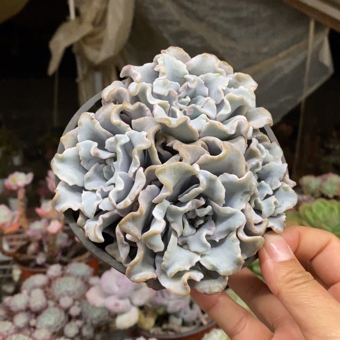 芭蕾舞者三头起发