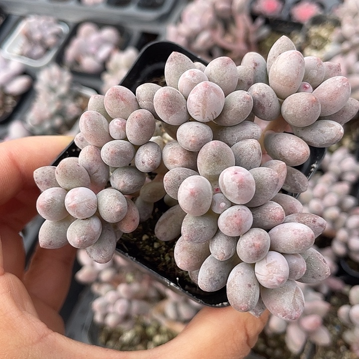 一物一拍仙子奶满18包邮