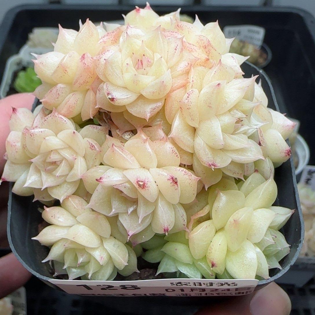 0124-128珠光麦秆