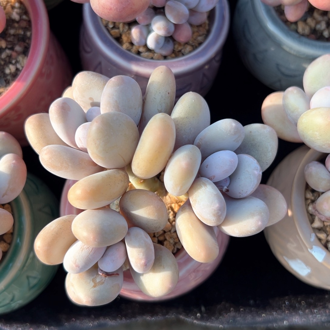 无花朵蛋黄奶酪111111111