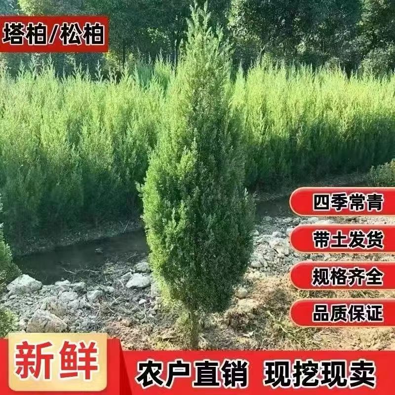塔柏蜀桧绿篱院墙墓地绿植