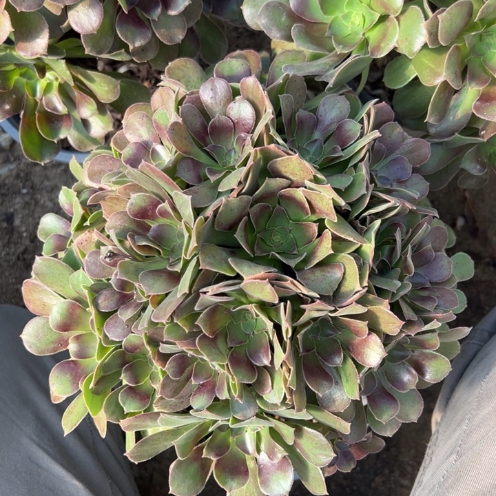 绍七彩母本多肉植物量