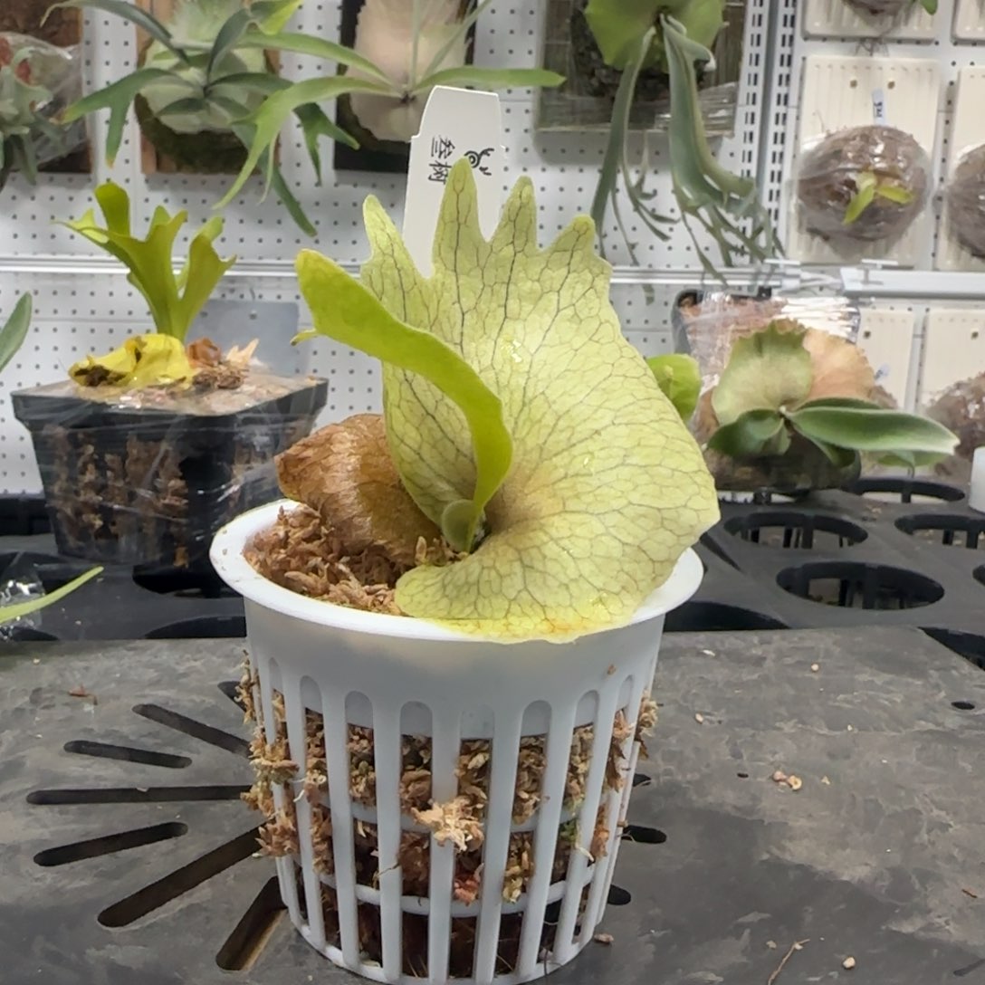 七月鹿角蕨孢子苗