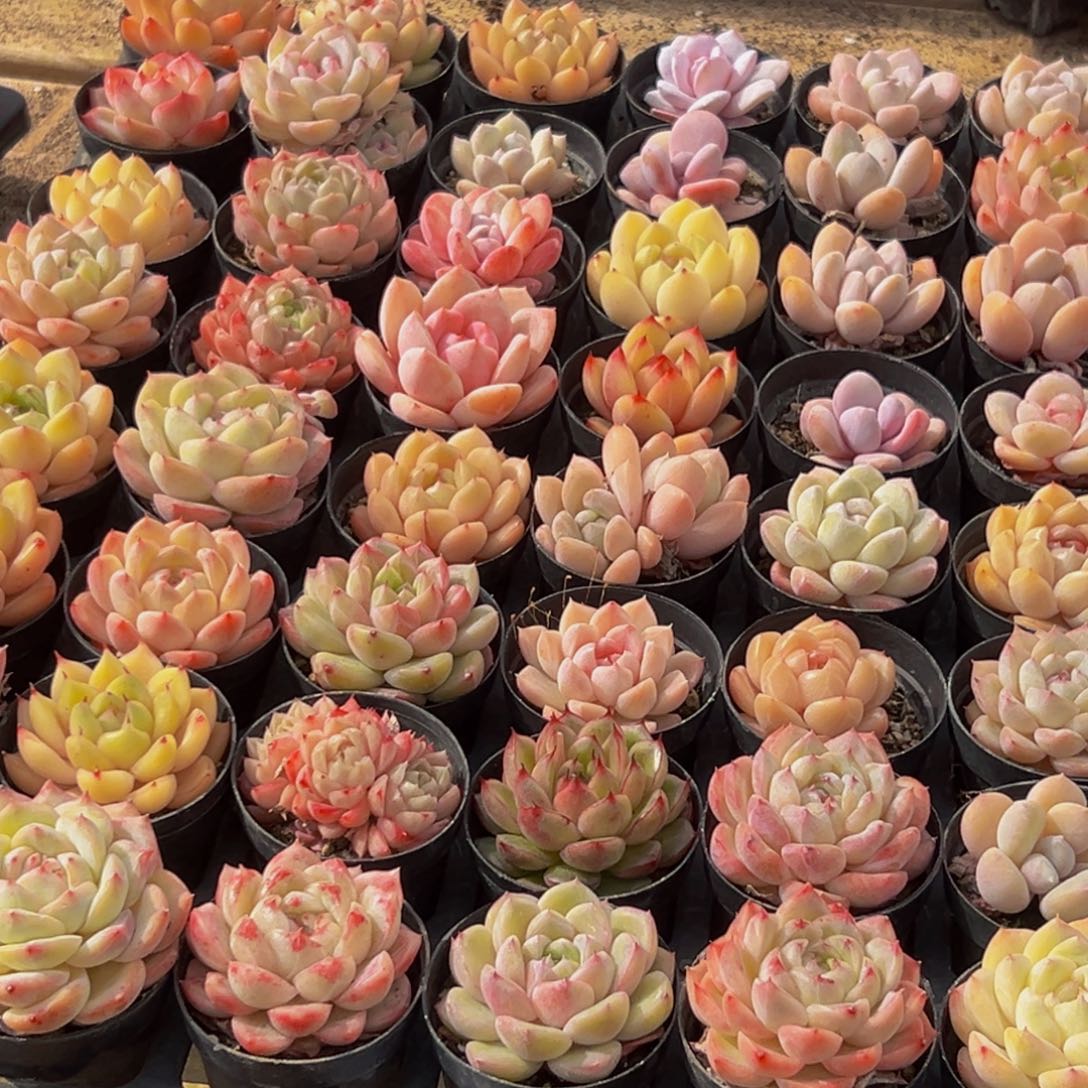 531多肉葡萄的味道是真的很好吃的