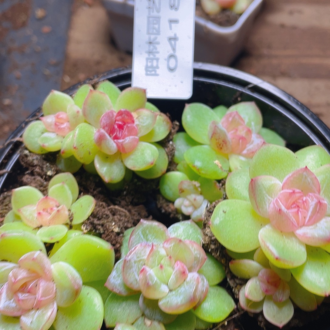 多肉植物多肉植物418