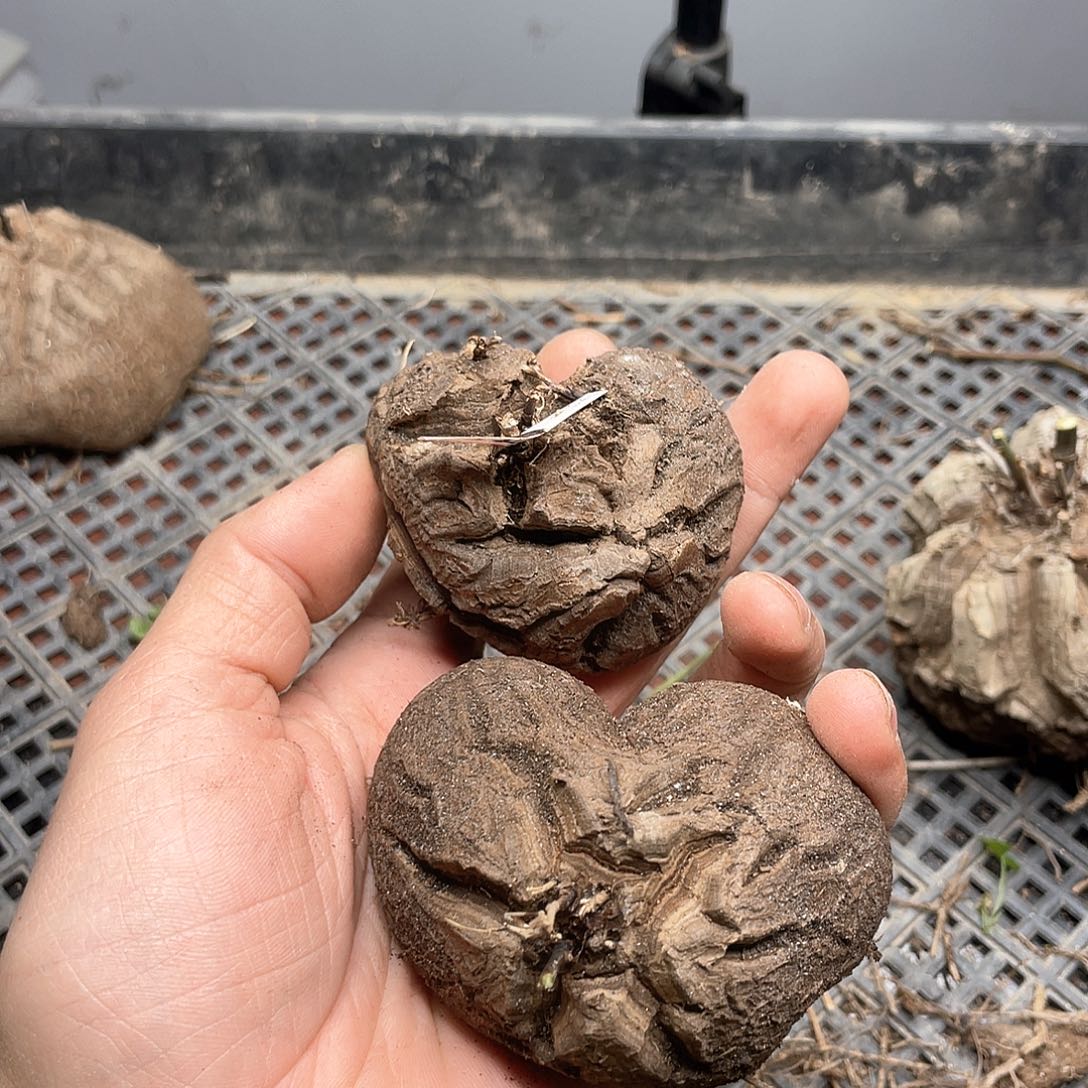 龟甲龙一物一拍2259号2颗