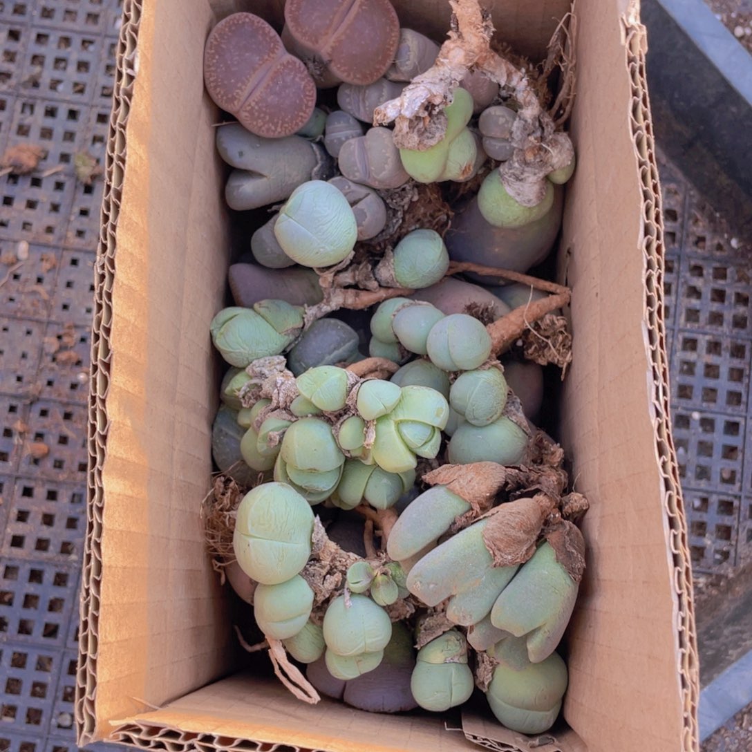 一箱母本5888888888