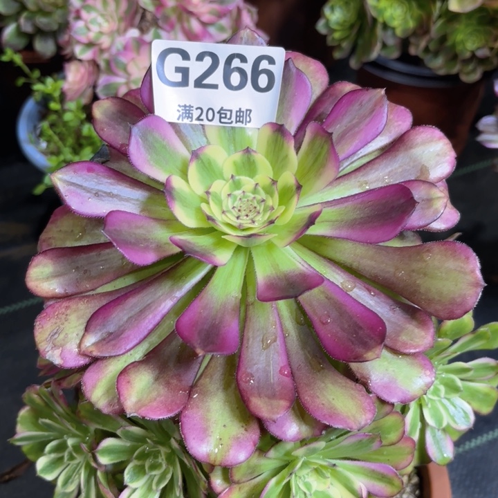 瑞妈多肉园艺266